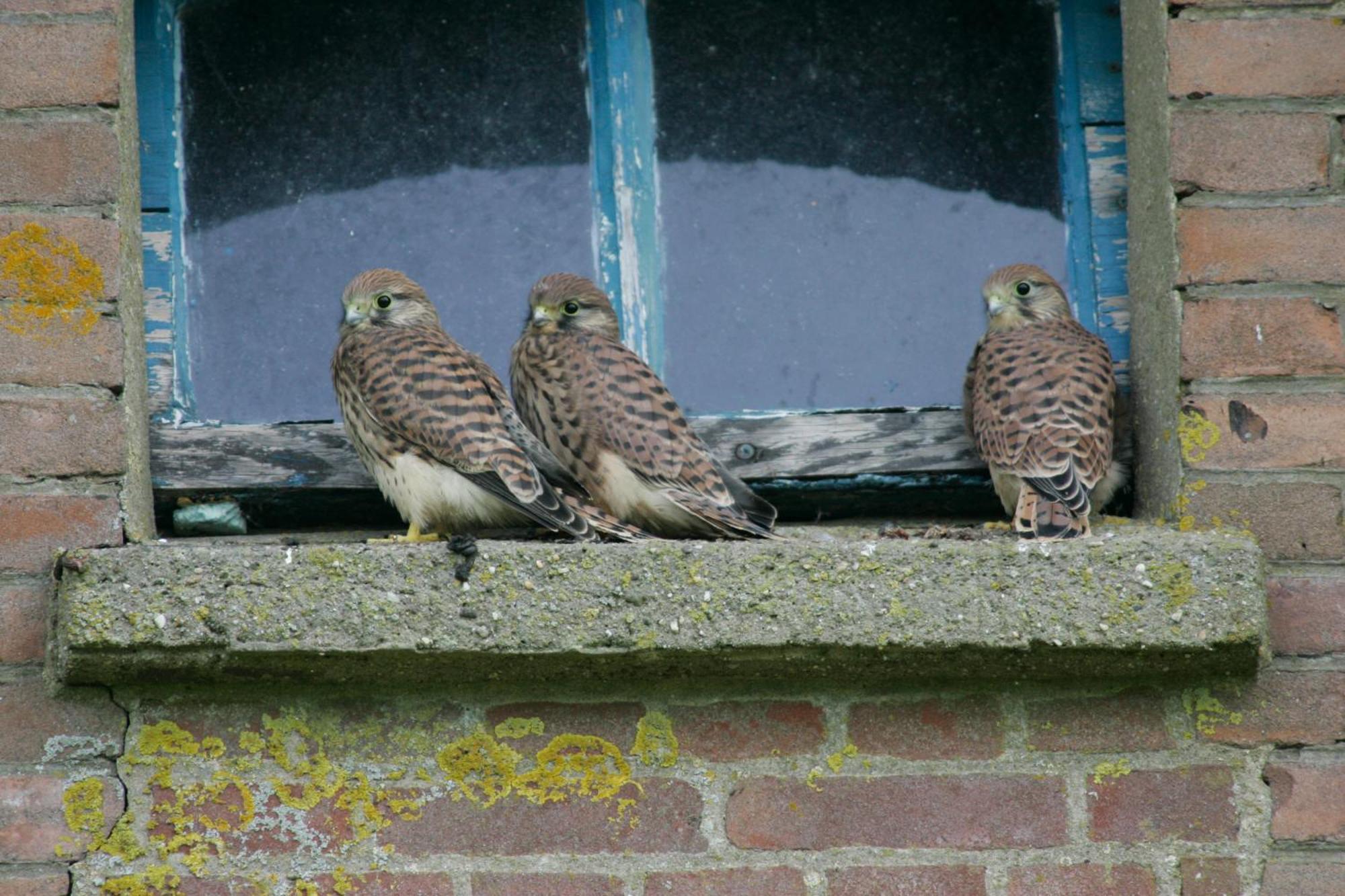 De Zeeuwsche Hoeve Kerkwerve Exterior foto